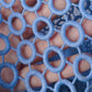 Eyelet Lace in Blue